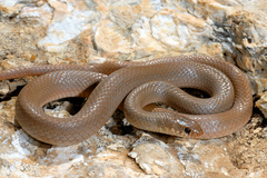 Eirenis modestus semimaculatus