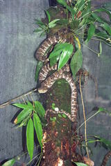 Bothrops taeniatus