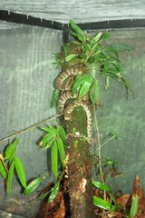 Bothrops taeniatus