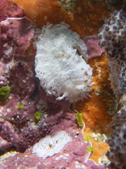 Tritoniopsis elegans