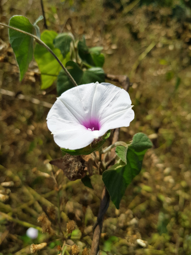 Ipomoea involucrata