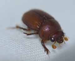 Neochodaeus frontalis