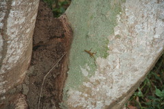 Anolis distichus