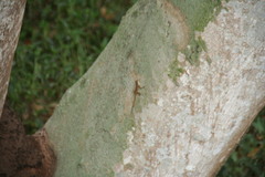 Anolis distichus