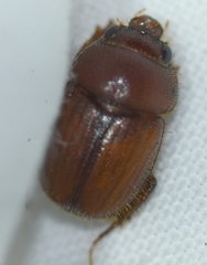 Neochodaeus frontalis
