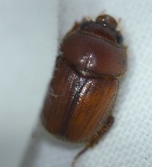 Neochodaeus frontalis