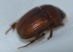 Neochodaeus frontalis