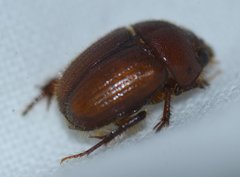 Neochodaeus frontalis
