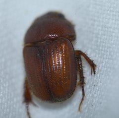 Neochodaeus frontalis
