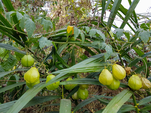 Showy Balloon Vine