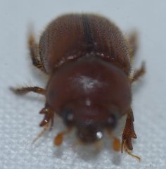 Neochodaeus frontalis