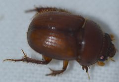 Neochodaeus frontalis