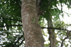Anolis baleatus