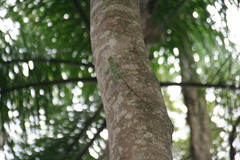 Anolis baleatus