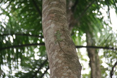 Anolis baleatus