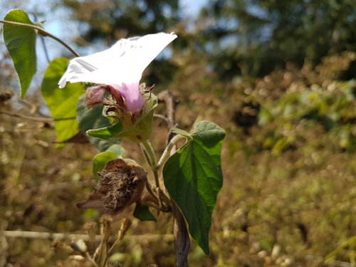 Ipomoea image