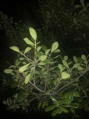 Elingamita