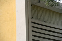 Melanerpes striatus