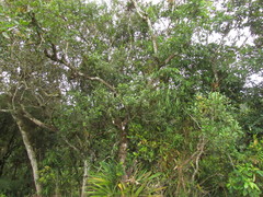 Ilex brevicuspis