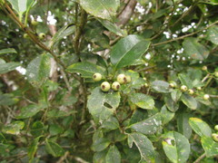 Ilex brevicuspis