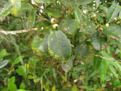 Ilex brevicuspis