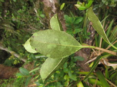Ilex brevicuspis
