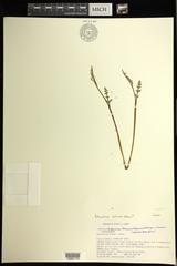 Botrychium michiganense