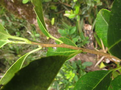 Ilex brevicuspis