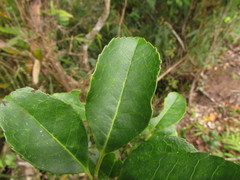Ilex brevicuspis