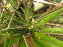Ilex brevicuspis