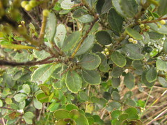 Ilex chamaedryfolia