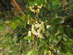 Ilex chamaedryfolia