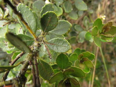 Ilex chamaedryfolia