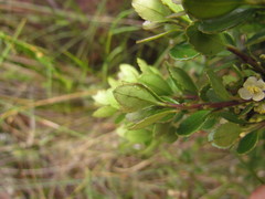 Ilex chamaedryfolia