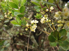 Ilex chamaedryfolia