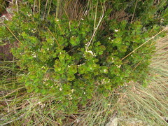 Ilex chamaedryfolia