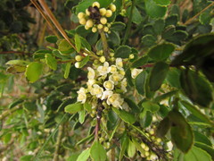 Ilex chamaedryfolia