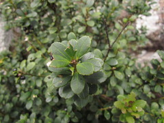 Ilex chamaedryfolia