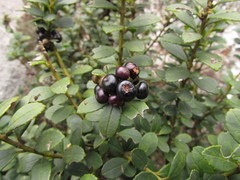 Ilex chamaedryfolia