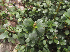 Ilex chamaedryfolia