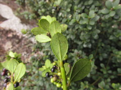 Ilex chamaedryfolia