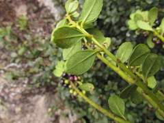 Ilex chamaedryfolia