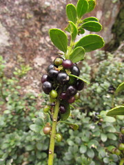 Ilex chamaedryfolia