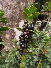 Ilex chamaedryfolia