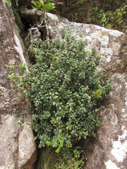 Ilex chamaedryfolia