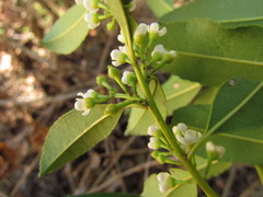 Ilex dumosa