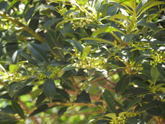 Ilex dumosa