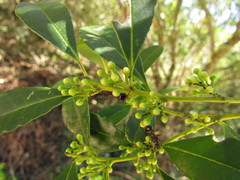 Ilex dumosa