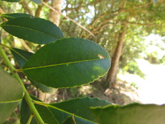 Ilex dumosa