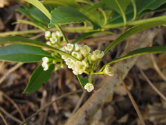 Ilex dumosa
